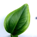 Anthurium ovatifolium 