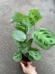 Maranta leuconeura kerchoveana variegata - L