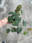 Philodendron hederaceum (micans) - M