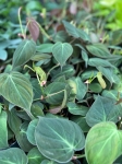 Philodendron hederaceum (micans) - M