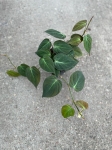 Philodendron hederaceum (micans) - M
