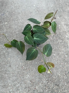 Philodendron hederaceum (micans) - M