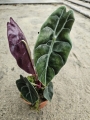 Alocasia Sedenii - M