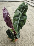 Alocasia Sedenii - M