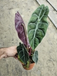 Alocasia Sedenii - M