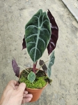 Alocasia Sedenii - M