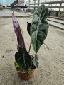 Alocasia Sedenii - M