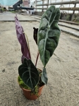 Alocasia Sedenii - M