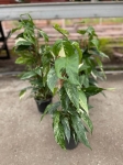 Epipremnum pinnatum variegata - XL