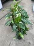 Epipremnum pinnatum variegata - XL