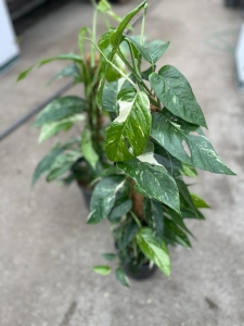 Epipremnum pinnatum variegata - XL