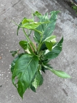 Epipremnum pinnatum variegata - XL