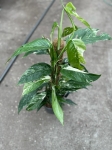 Epipremnum pinnatum variegata - XL