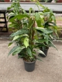 Epipremnum pinnatum variegata - XL