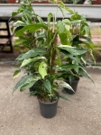 Epipremnum pinnatum variegata - XL