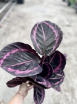 Calathea roseopicta Suprisestar