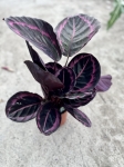 Calathea roseopicta Suprisestar