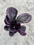 Calathea roseopicta Suprisestar