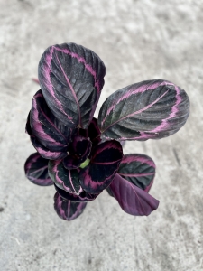 Calathea roseopicta Little Princess / Suprisestar - XL