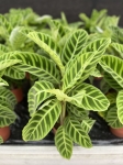 Calathea zebrina - XL
