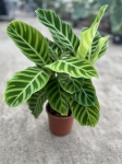 Calathea zebrina - XL