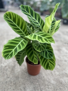 Calathea zebrina  - XL