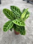Calathea zebrina - XL