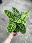 Calathea zebrina - XL