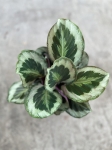 Calathea Marion - L