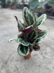 Calathea Marion - L