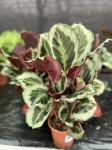 Calathea Marion - L