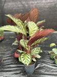 Calathea roseopicta Cora - L