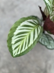 Calathea roseopicta Cora - L