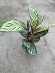 Calathea roseopicta Cora - L