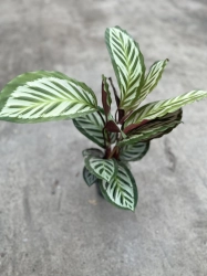 Calathea roseopicta Cora - L