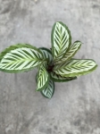 Calathea roseopicta Cora - L