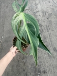 Monstera Burle Marx Flame