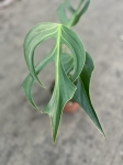 Monstera Burle Marx Flame