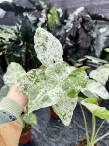 Alocasia odora batik / variegata - M
