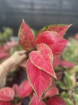 Aglaonema Red Joy - M