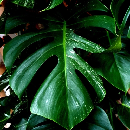 Monstera deliciosa variegata - M