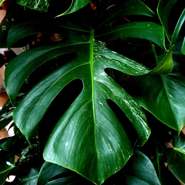 Monstera deliciosa variegata - M