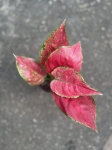 Aglaonema Red Joy - M
