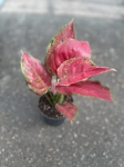 Aglaonema Red Joy - M