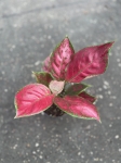 Aglaonema Red Joy - M
