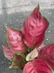 Aglaonema Red Joy - M