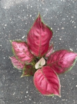 Aglaonema Red Joy - M