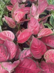 Aglaonema Red Joy - M