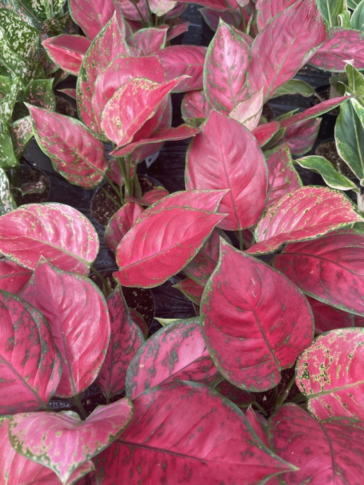 Aglaonema Red Joy - M