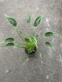 Alocasia Tiny Dancer - L
